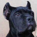 cane corso exported to UK