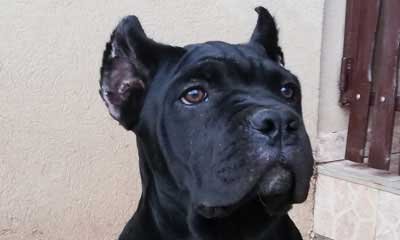 cane corso exported to UK