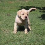 straw cane corso exported to the United States