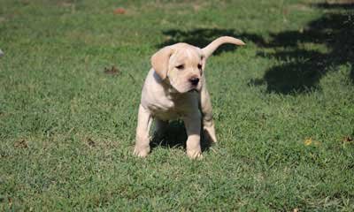 straw cane corso exported to the United States