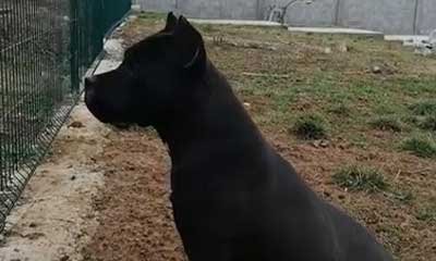 cane corso boy exported to Nederland
