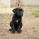 cane corso exported to the USA