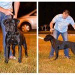 cane corso club show