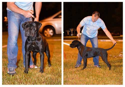 cane corso club show