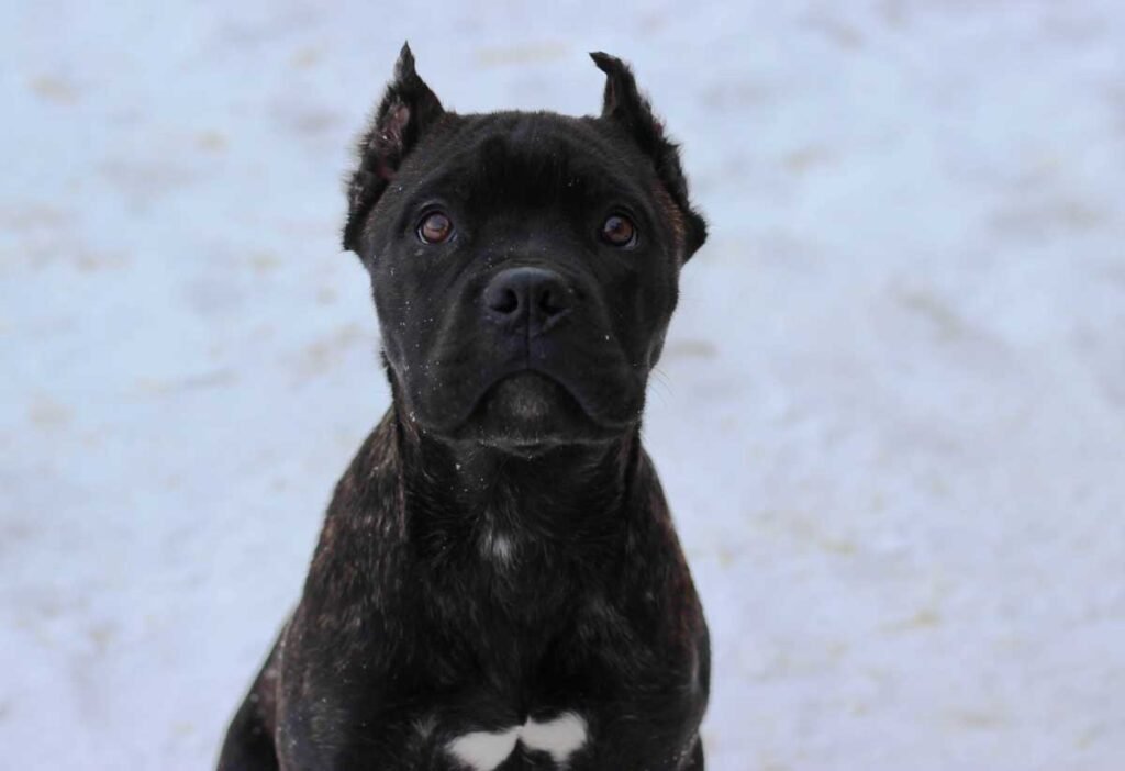 cane corso exported to sweden