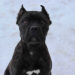 cane corso exported to sweden