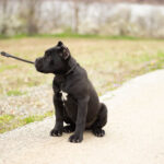 cane corso export to UK