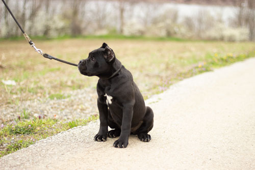 cane corso export to UK
