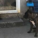 cane corso exported to Los Angeles, California