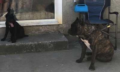 cane corso exported to Los Angeles, California