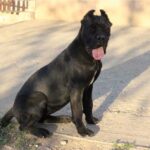 cane corso exported to Germany