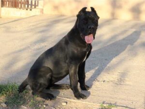 cane corso exported to Germany