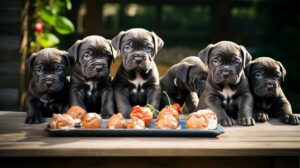 cane corso puppy growth care