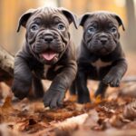 cane corso socialization