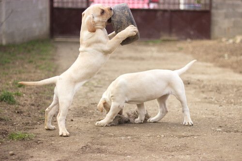 cane corsos export to uk
