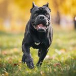 How much exercise cane corso needs?