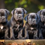 How to choose right cane corso puppy?