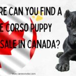 Where can you find a cane corso puppy in Canada?