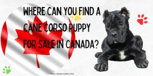 Where can you find a cane corso puppy in Canada?