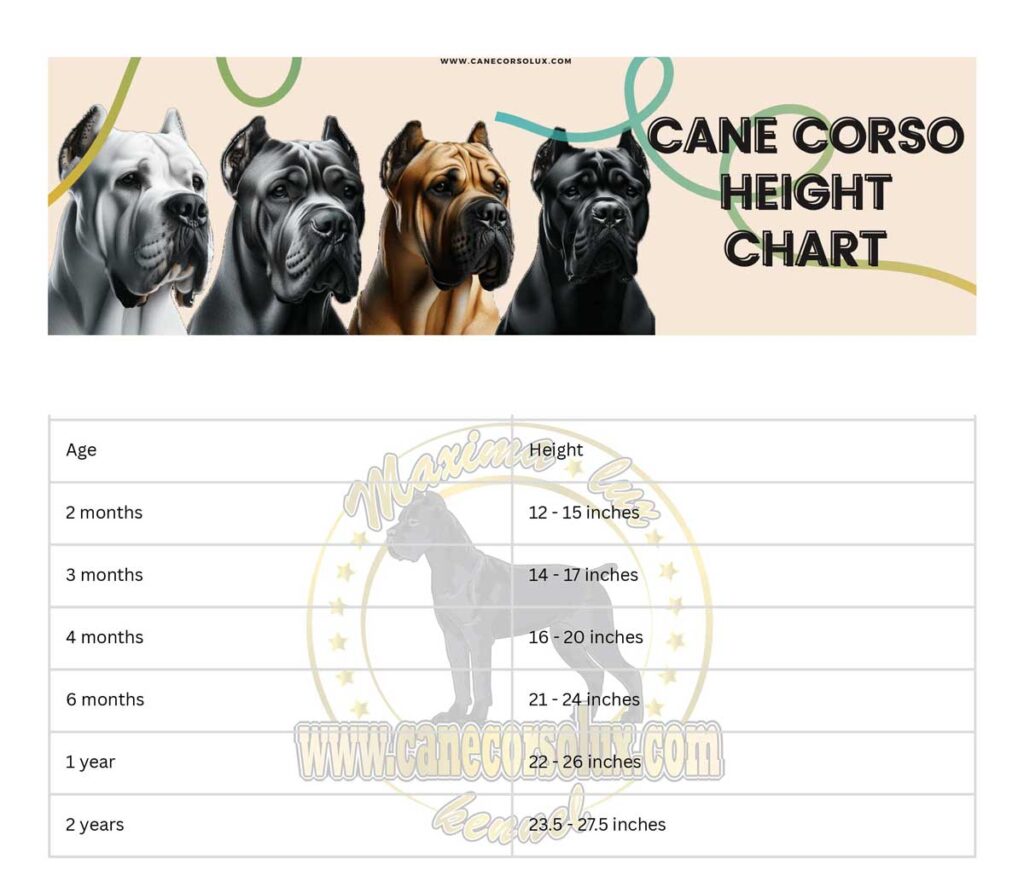 Cane corso male and female height chart
