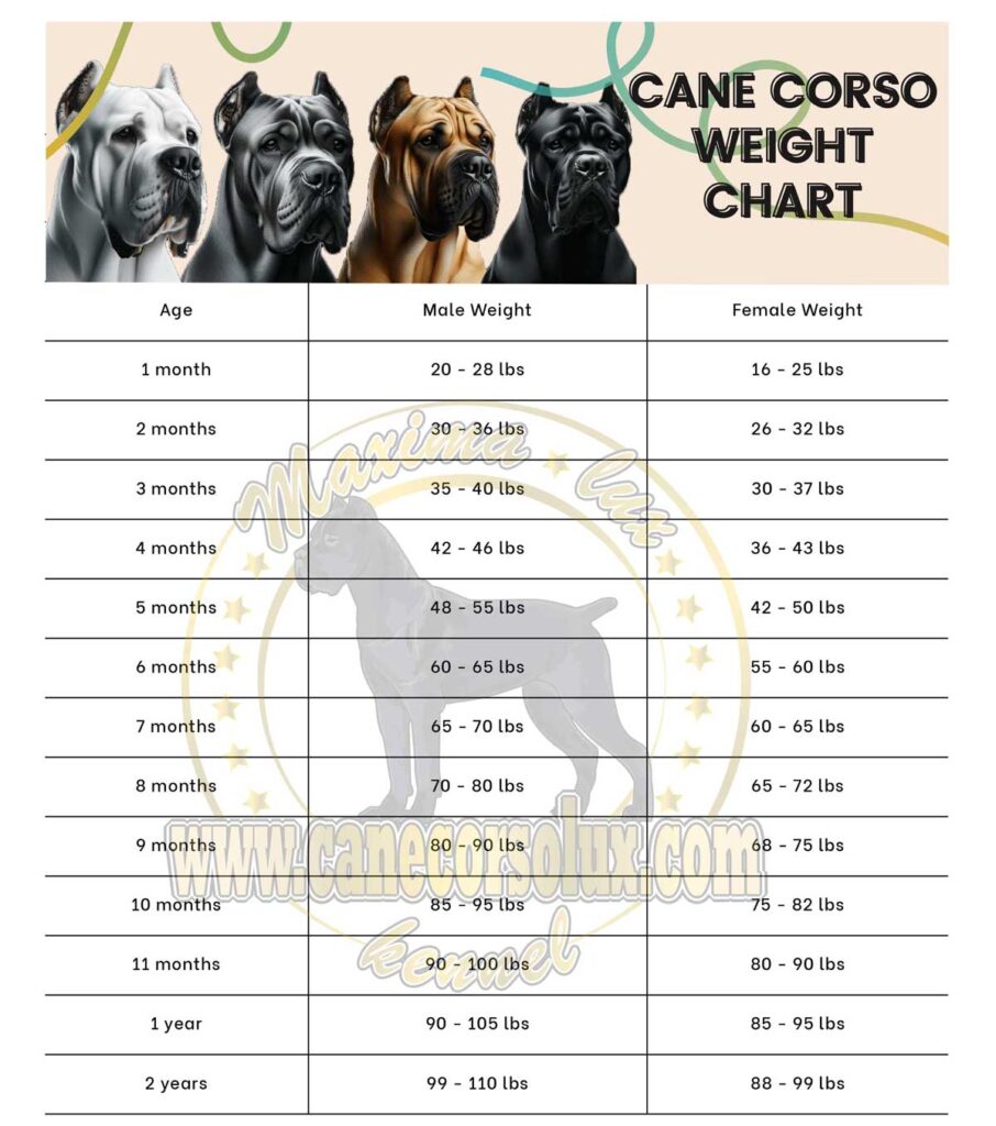 Cane corso male and female weight chart