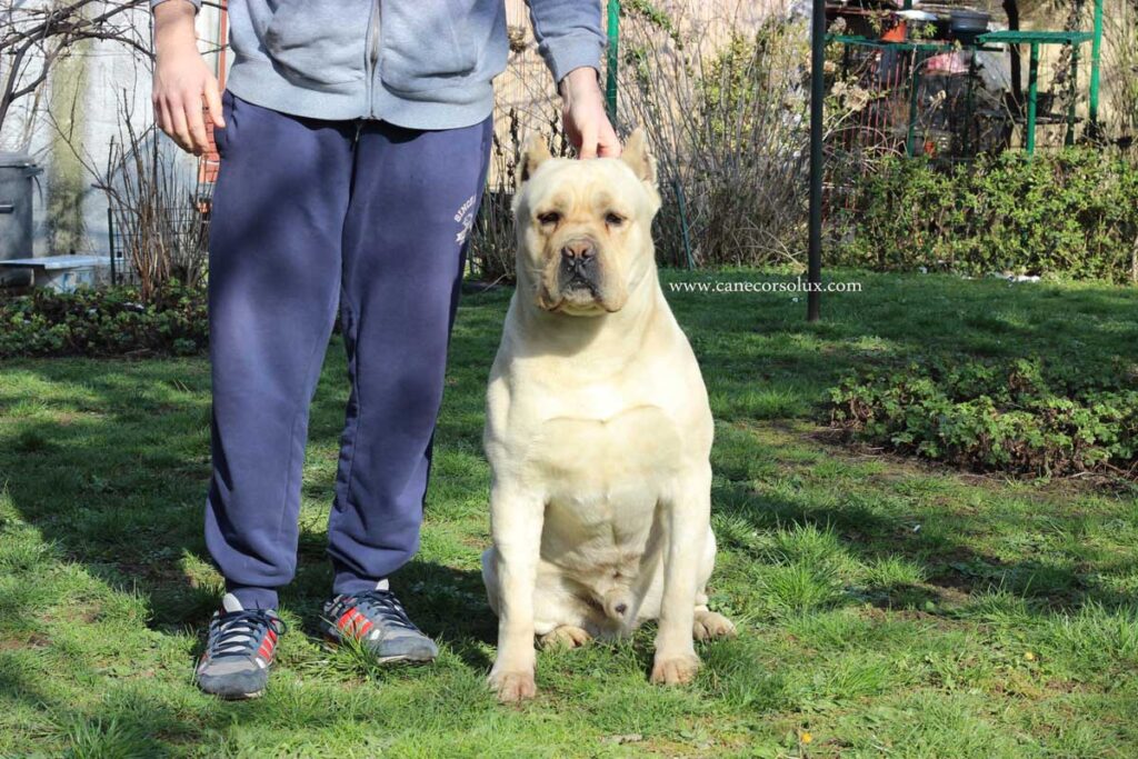 White Cane Corso (Straw Cane Corso): Facts, Origin & History (With  Pictures) – Dogster