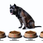 cane corso feeding frequency