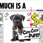 how much is a cane corso puppy